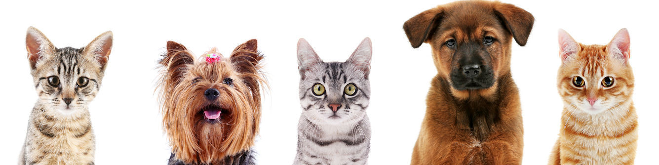 SOINS CHIENS/CHATS